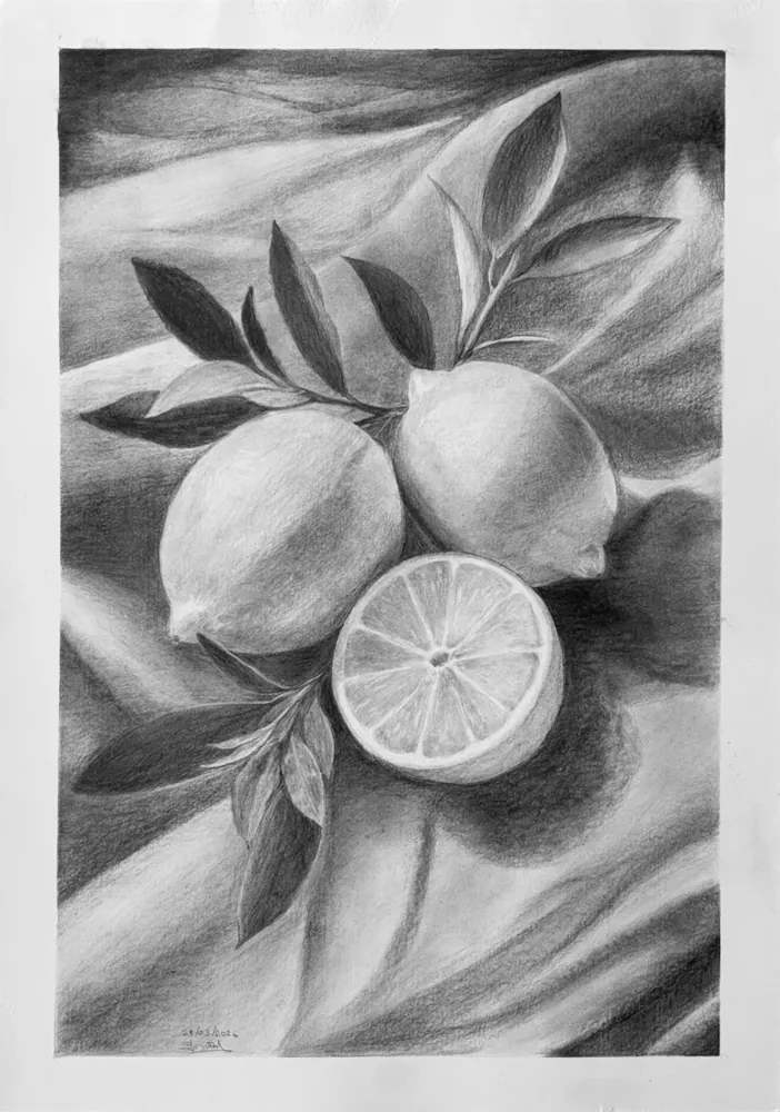 Citrons et feuillage sur drapé, dessin au graphite